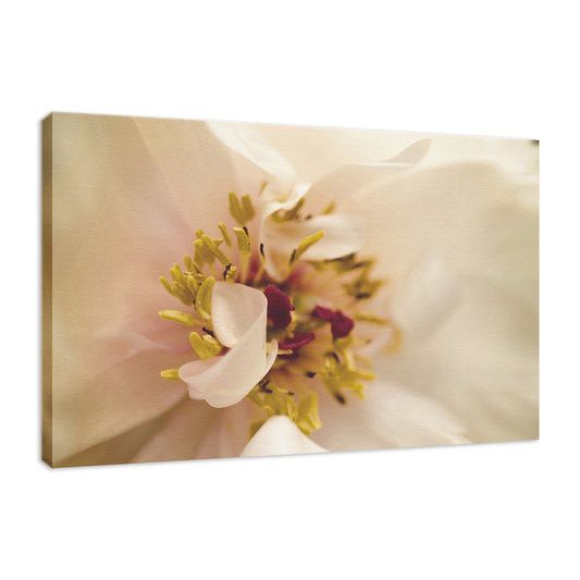 Eye of Peony Moody Midnight Nature Photo Fine Art Canvas Wall Art Prints  - PIPAFINEART