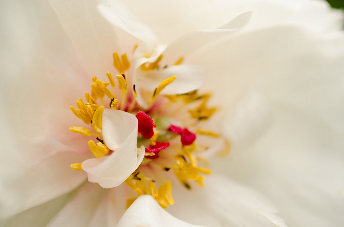 Eye of Peony Nature / Floral Photo Fine Art Canvas Wall Art Prints - PIPAFINEART