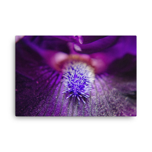 Eye of Iris Floral Botanical Nature Photo Canvas Wall Art Prints