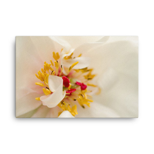 Eye of Peony Floral Botanical Nature Photo Canvas Wall Art Prints