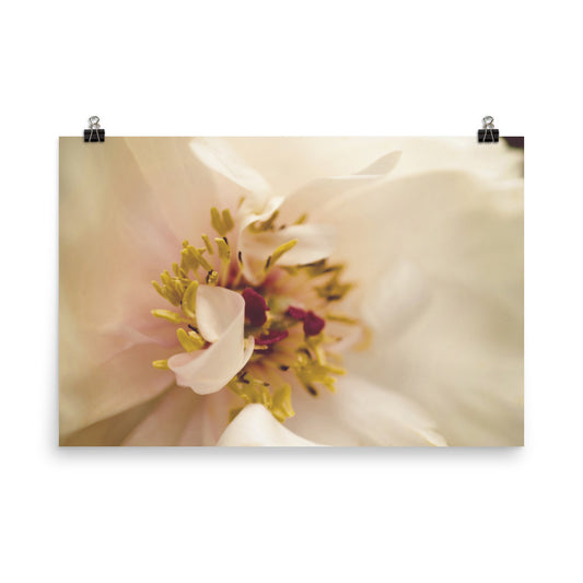 Eye of Peony Moody Midnight Floral Nature Photo Loose Unframed Wall Art Prints - PIPAFINEART