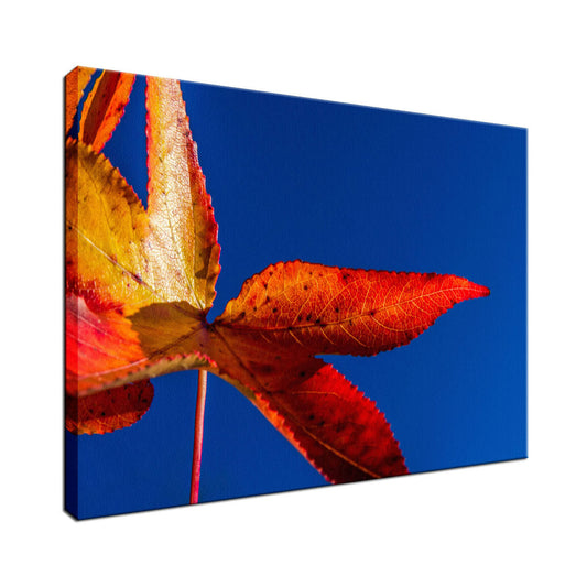 Fall Colors Nature / Botanical Photo Fine Art Canvas Wall Art Prints  - PIPAFINEART