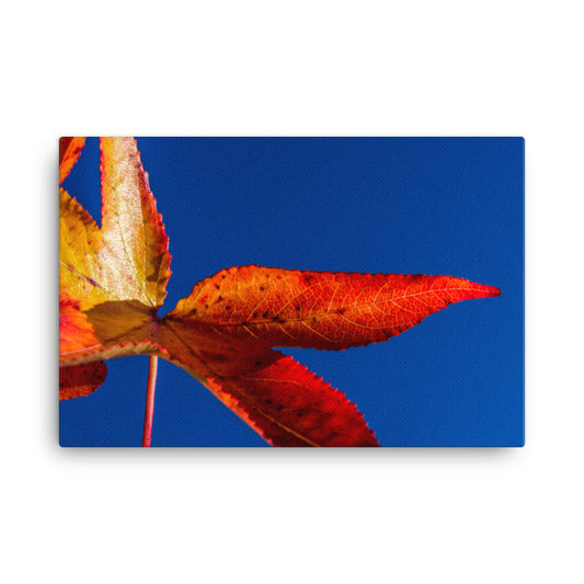 Fall Colors Botanical Nature Canvas Wall Art Prints