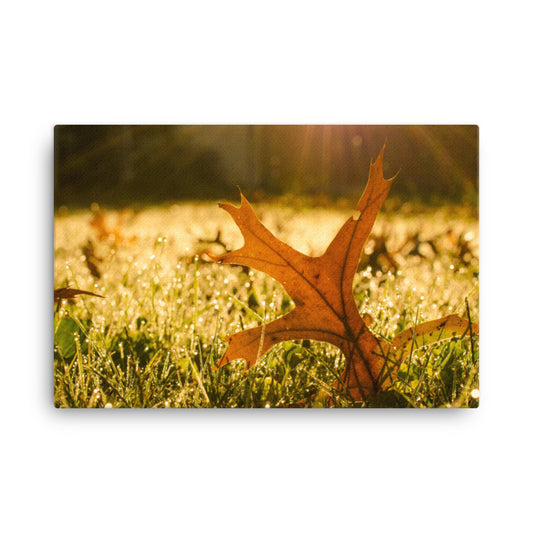 Fall Leaf in Morning Sun Botanical Nature Canvas Wall Art Prints