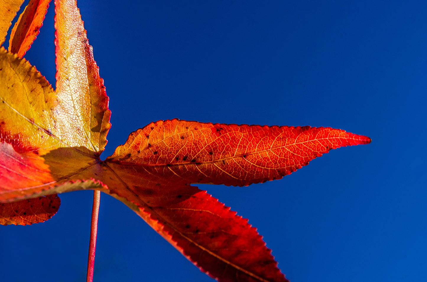 Fall Colors Nature / Botanical Photo Fine Art Canvas Wall Art Prints - PIPAFINEART