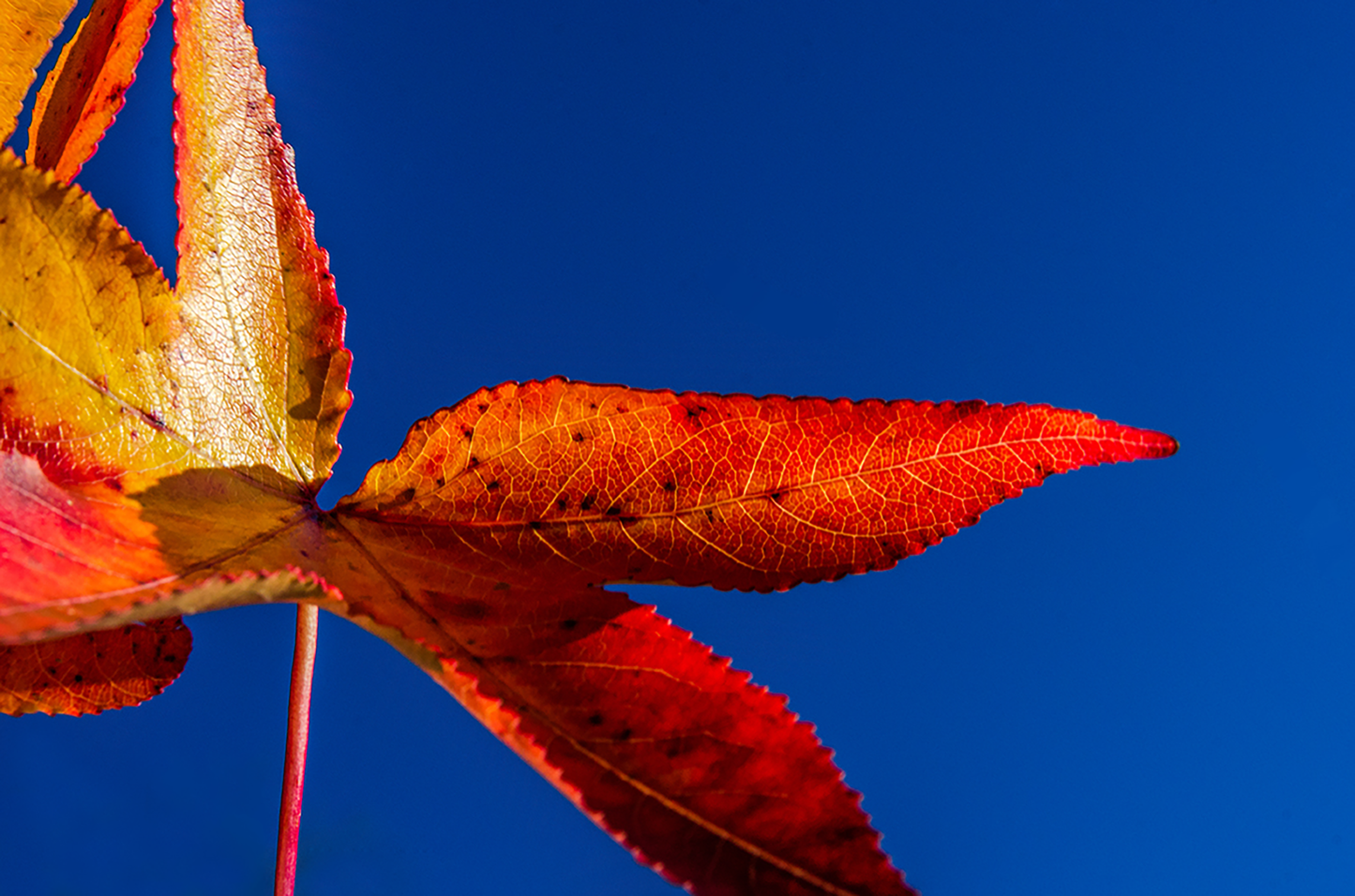 Fall Colors Botanical Nature Photo DIY Wall Decor Instant Download Print - Printable - PIPAFINEART