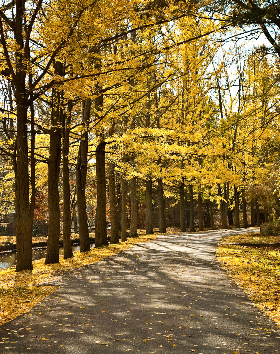 Fall Path Nature Landscape Photo Fine Art Canvas Wall Art Prints - PIPAFINEART