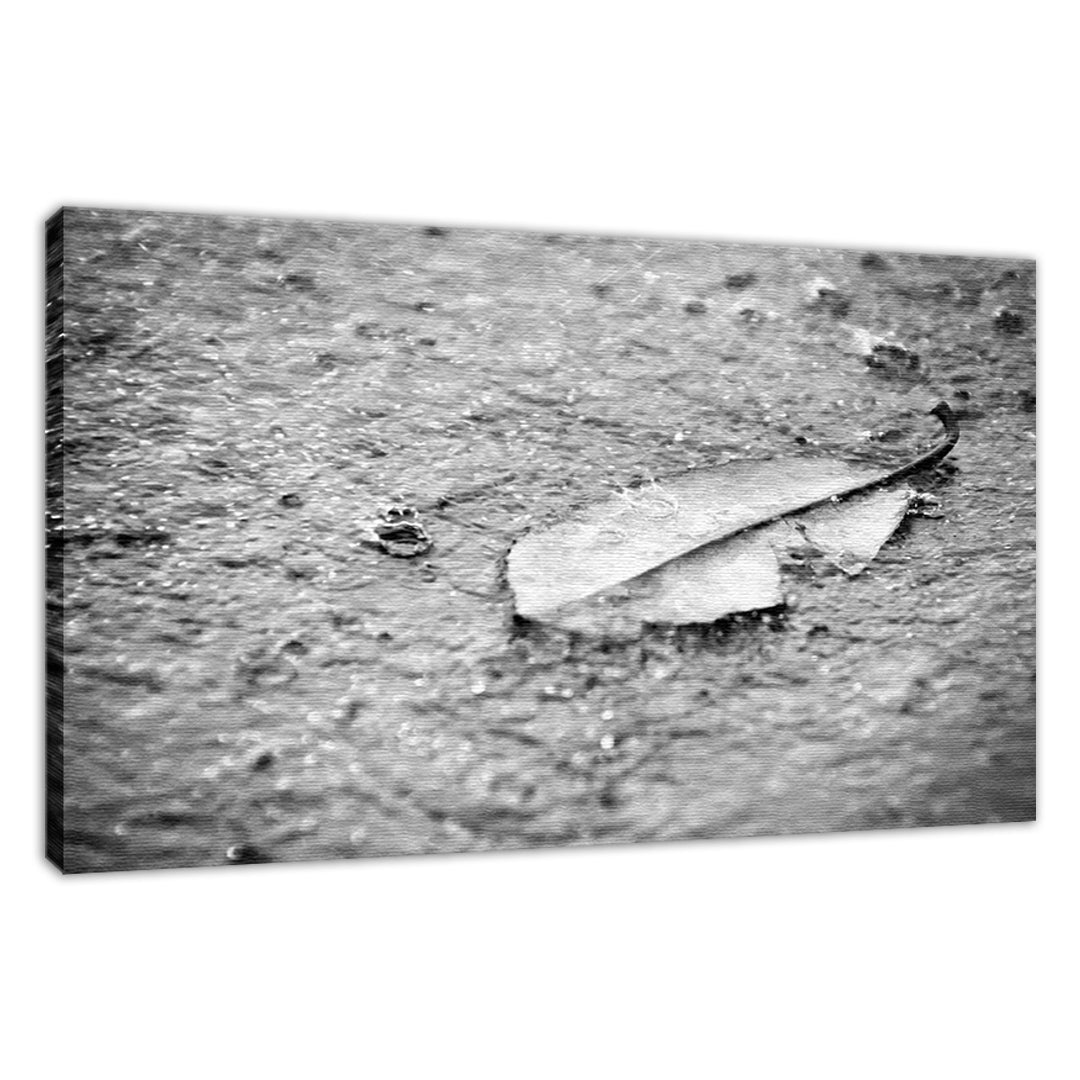 Fallen Leaf in the Rain in Black & White Botanical Photo Fine Art Canvas Wall Art Prints - PIPAFINEART