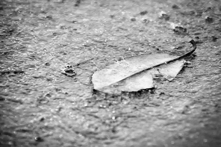 Fallen Leaf in the Rain in Black & White Botanical Photo Fine Art Canvas Wall Art Prints - PIPAFINEART