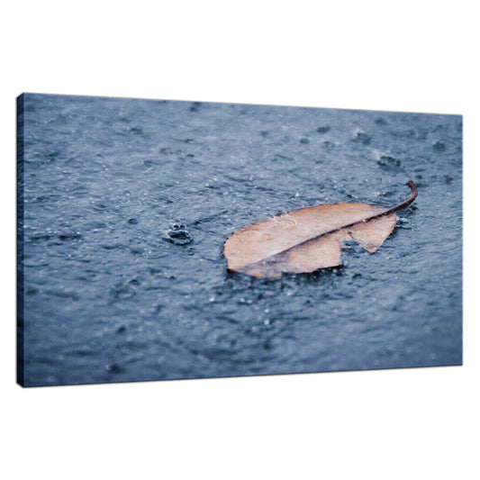 Fallen Leaf in the Rain Botanical / Nature Photo Fine Art Canvas Wall Art Prints  - PIPAFINEART