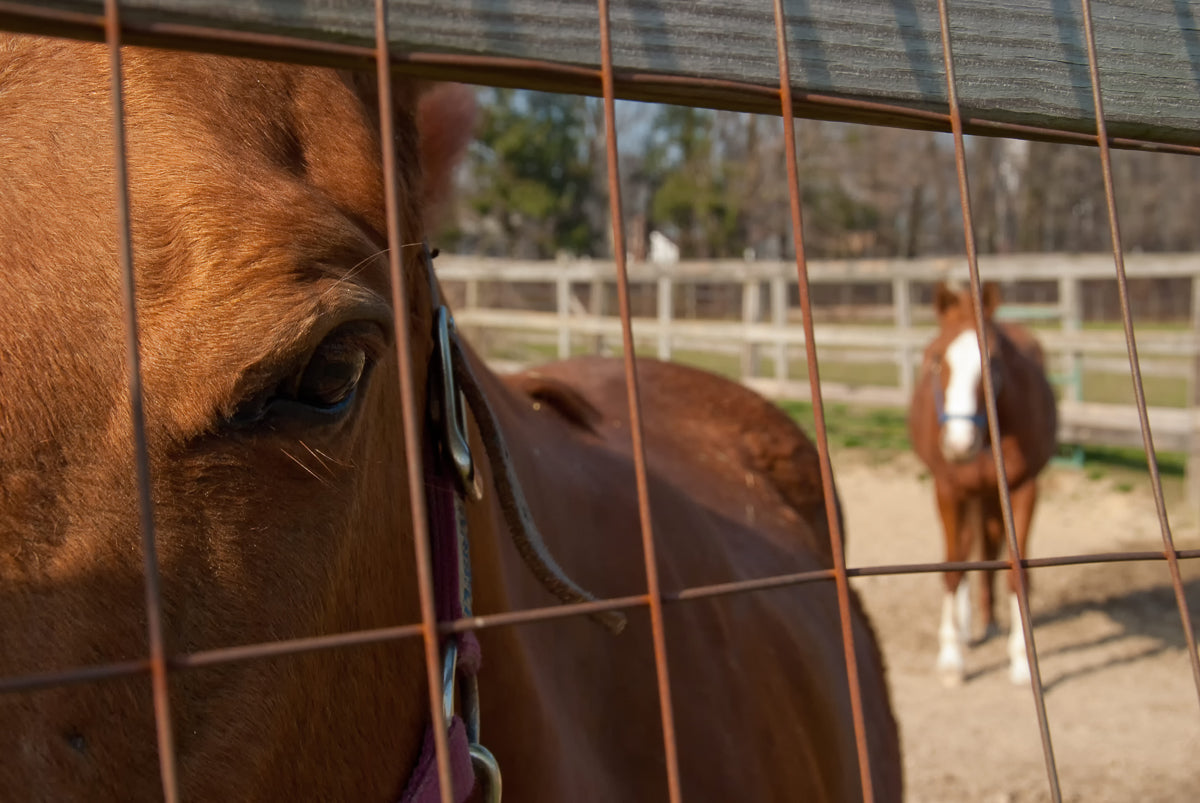 Fenced In Animal / Horse Photograph Fine Art Canvas & Unframed Wall Art Prints - PIPAFINEART
