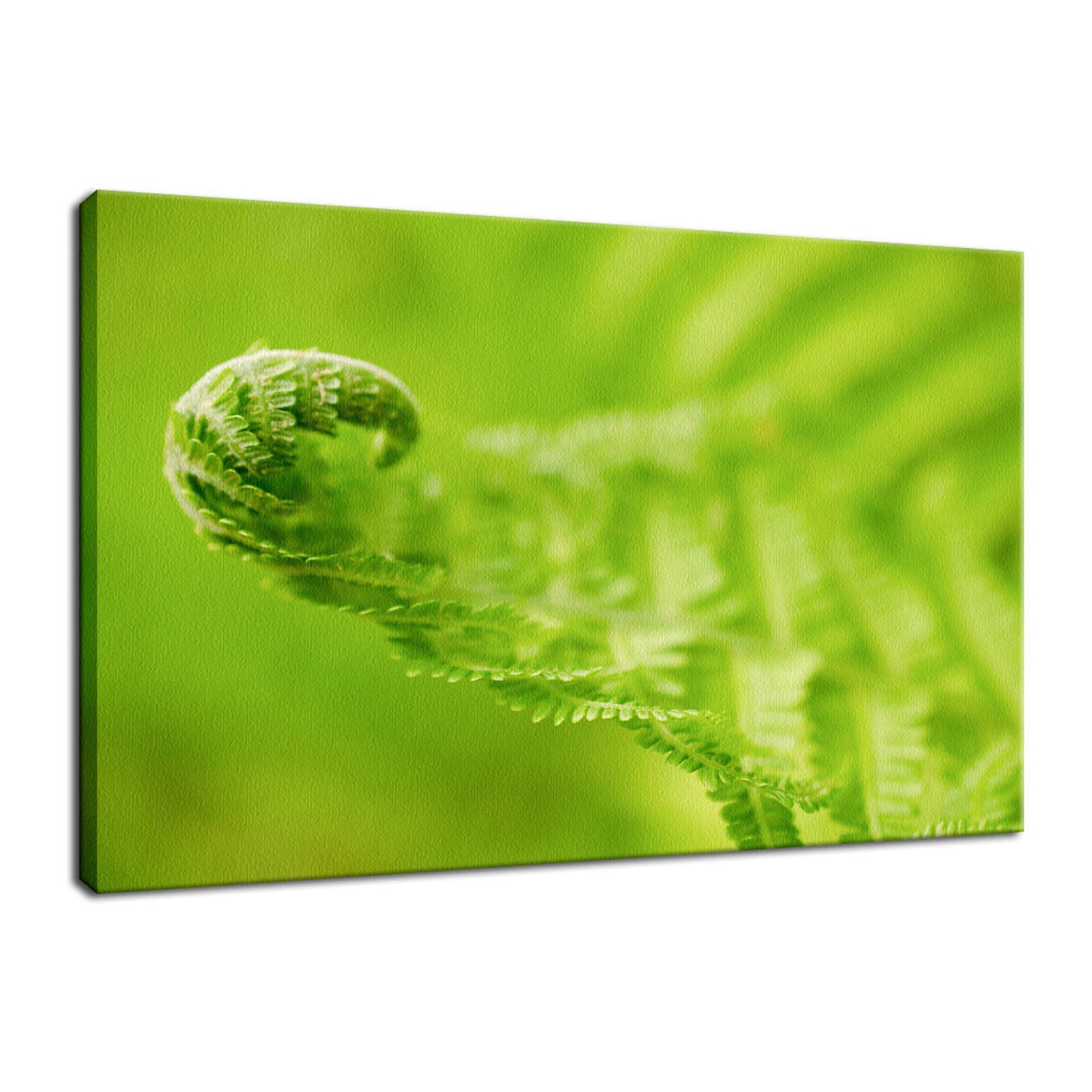 Fern Leaf Curl, Green Nature / Botanical Photo Fine Art Canvas Wall Art Prints - PIPAFINEART