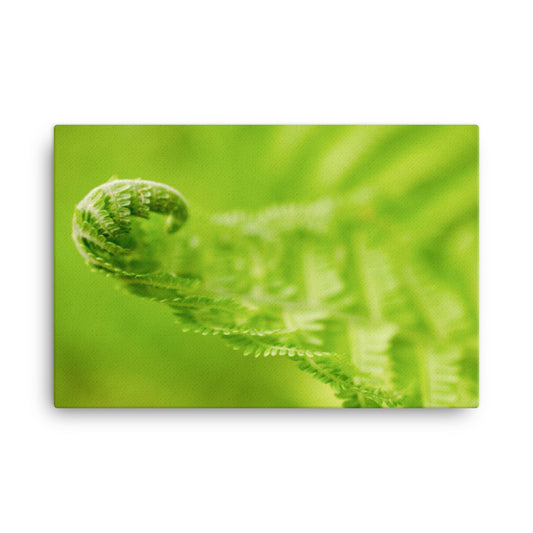 Fern Curl Minimal Botanical Nature Photograph Canvas Wall Art Prints