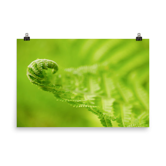 Fern Curl Botanical Nature Photo Loose Unframed Wall Art Prints - PIPAFINEART