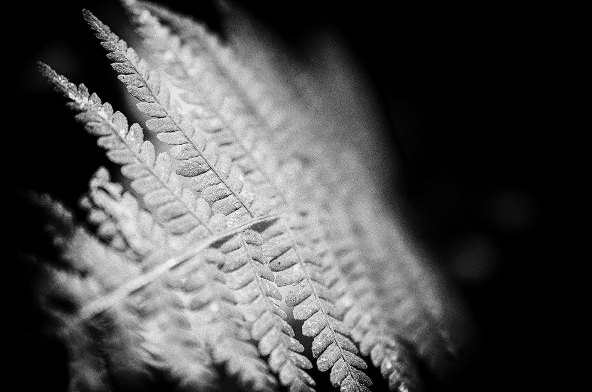 Fern Leaf in the Sunlight Botanical / Nature Photo Fine Art Canvas Wall Art Prints - PIPAFINEART