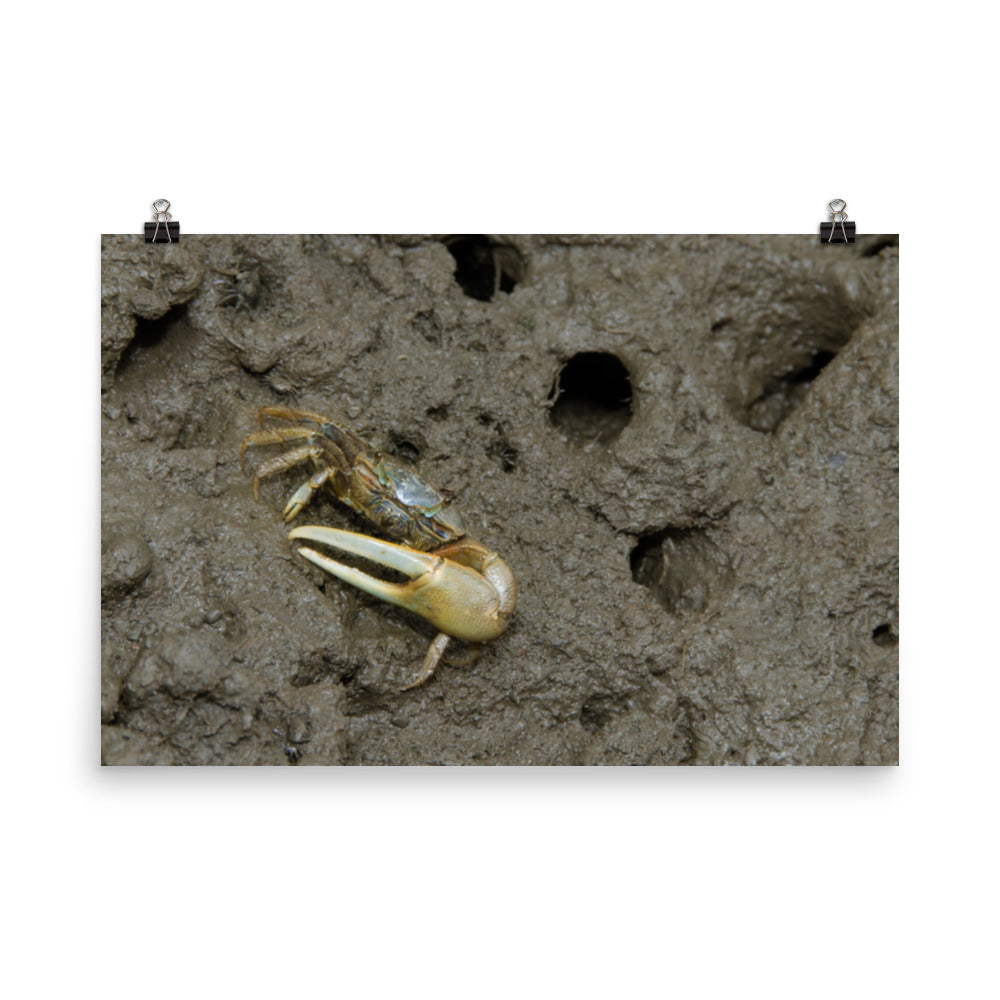 Fiddler Crab Marine Life / Wildlife / Animal Photograph Loose Wall Art Print