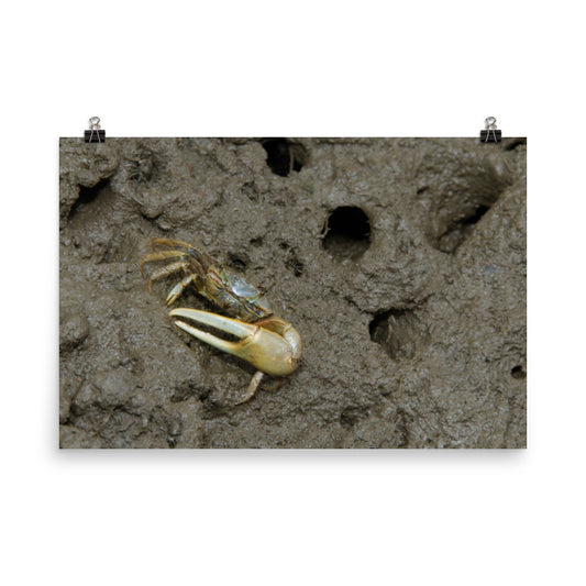 Fiddler Crab Marine Life / Wildlife / Animal Photograph Loose Wall Art Print