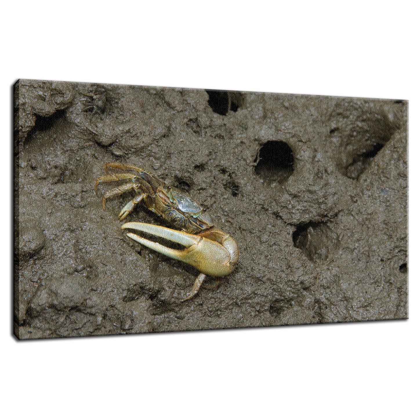 Fiddler Crab Animal / Wildlife Photograph Fine Art Canvas & Unframed Wall Art Prints - PIPAFINEART