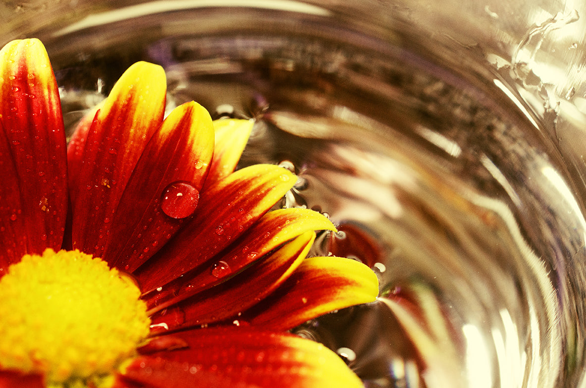 Floating Mum Nature / Floral Photo Fine Art Canvas Wall Art Prints - PIPAFINEART