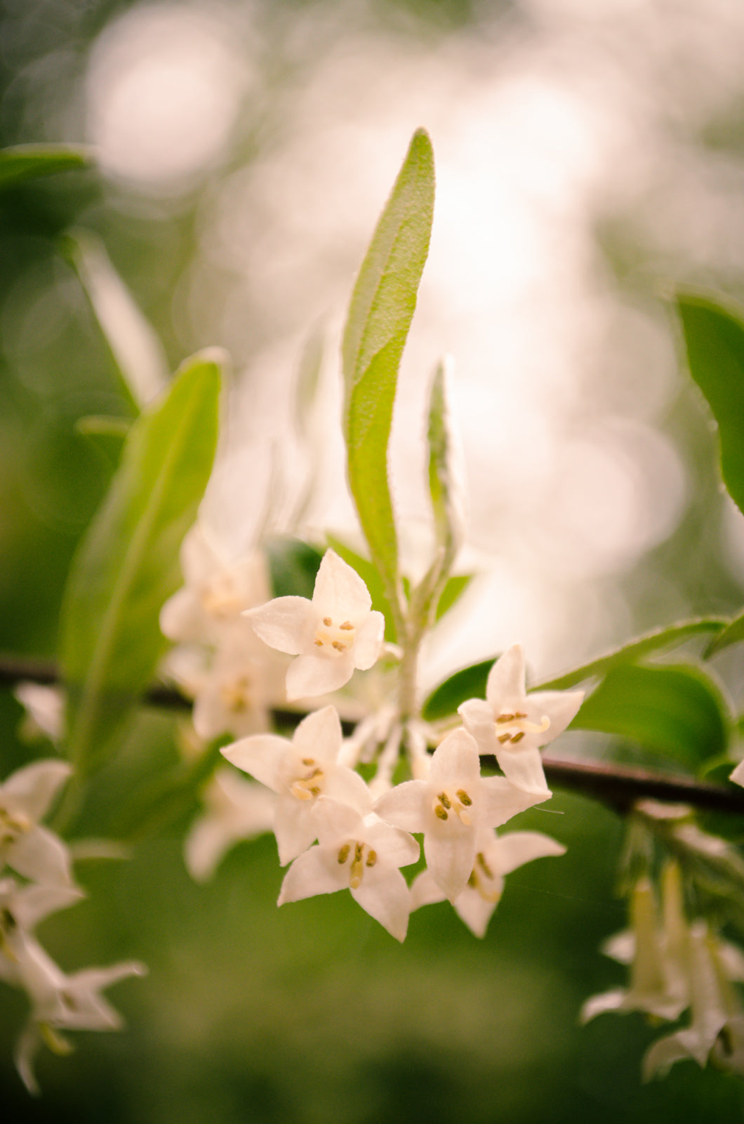 Floral Tranquility Nature / Floral Photo Fine Art Canvas Wall Art Prints  - PIPAFINEART