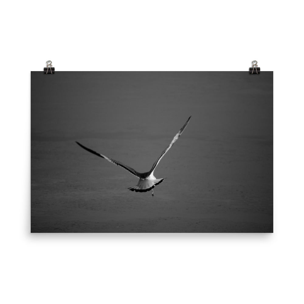 Flying Free Bird / Animal / Wildlife Photograph Loose Wall Art Print