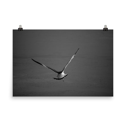 Flying Free Bird / Animal / Wildlife Photograph Loose Wall Art Print