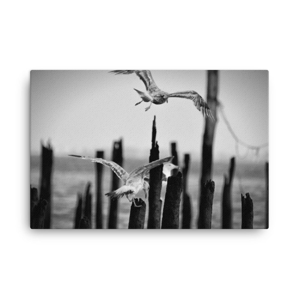 Flying Sea Gull in Black and White Animal / Wildlife Photograph Canvas Wall Art Prints