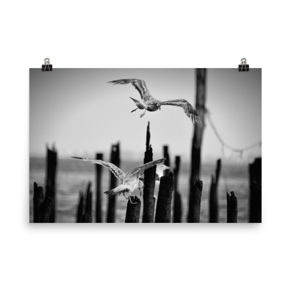 Flying Sea Gull in Black and White Moody Bird / Animal / Wildlife Photo Loose Wall Art Print