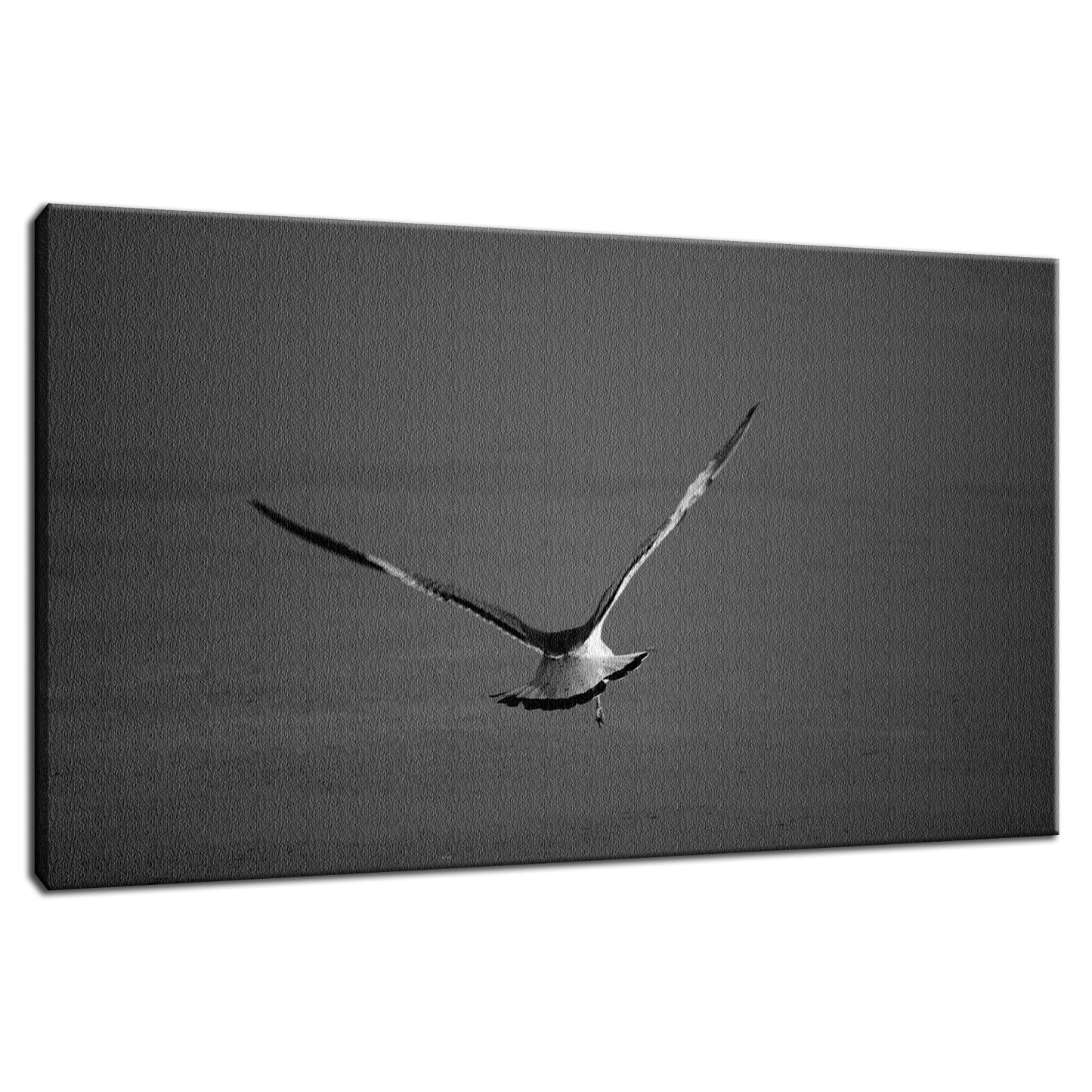 Flying Free Animal / Wildlife Photograph Fine Art Canvas & Unframed Wall Art Prints - PIPAFINEART