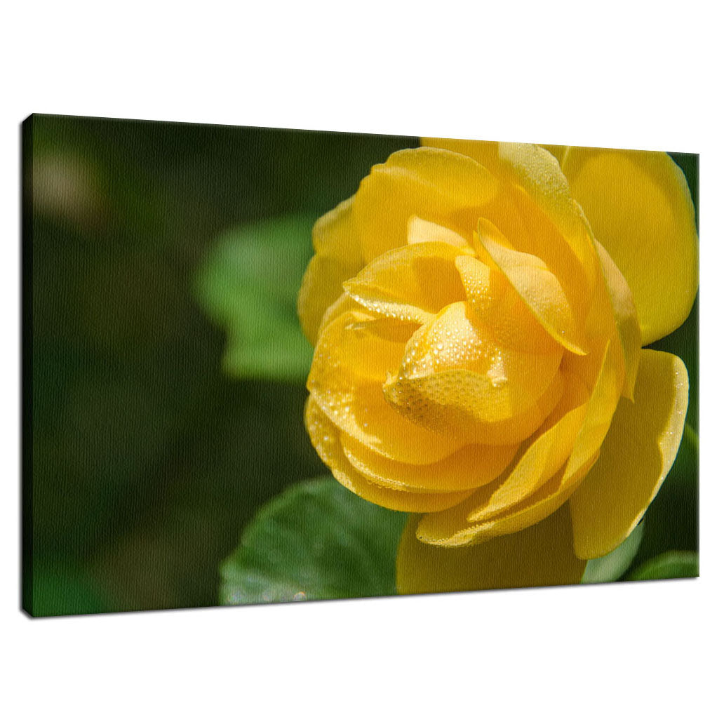 Friendship Rose Nature / Floral Photo Fine Art Canvas Wall Art Prints - PIPAFINEART