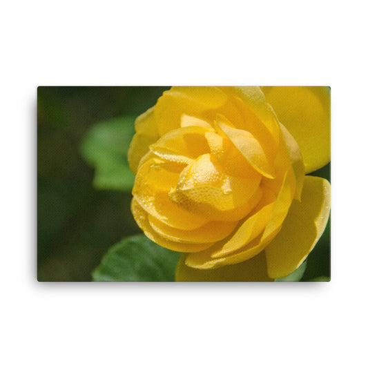 Friendship Rose Floral Botanical Nature Photo Canvas Wall Art Prints