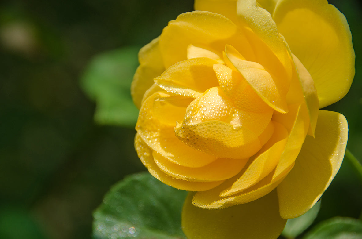 Friendship Rose Nature / Floral Photo Fine Art Canvas Wall Art Prints - PIPAFINEART