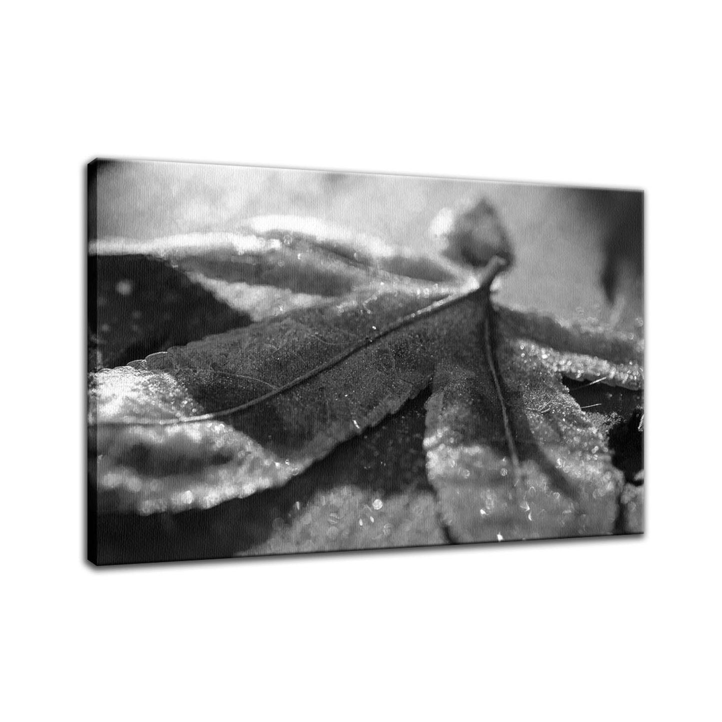 Frost Covered Leaf Botanical / Nature Photo Fine Art Canvas Wall Art Prints - PIPAFINEART