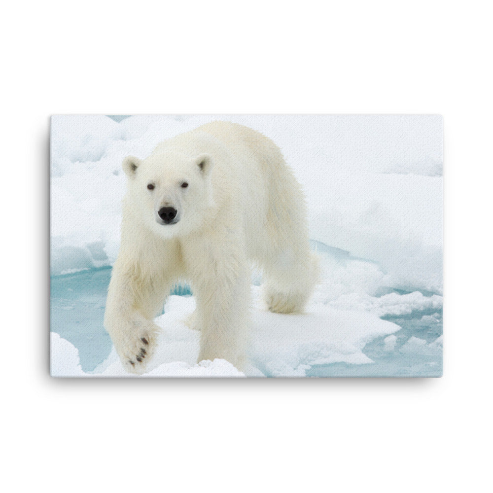 Giant White Polar Bear Walking On Icy Lake Animal Wildlife Photograph Canvas Wall Art Prints
