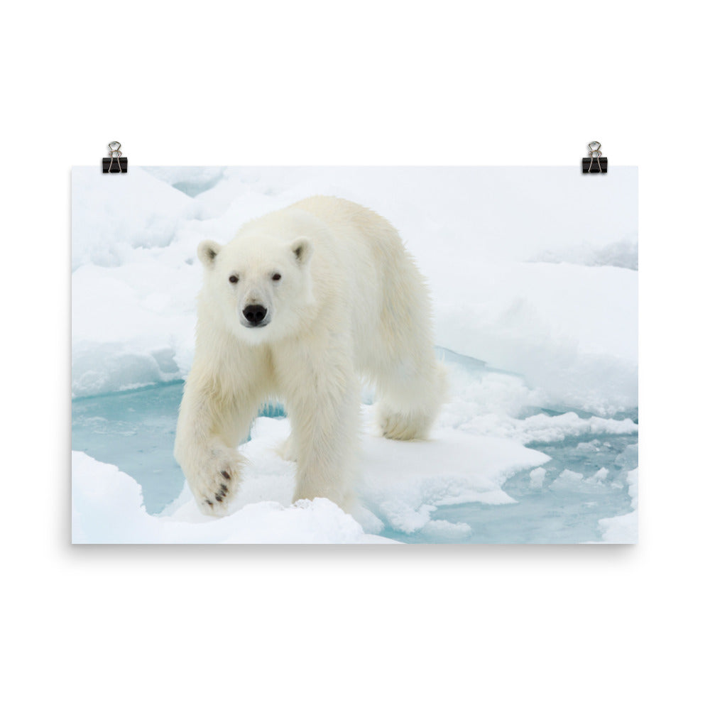 Giant White Polar Bear Walking On Icy Lake Winter Wildlife Photograph Loose Wall Art Print