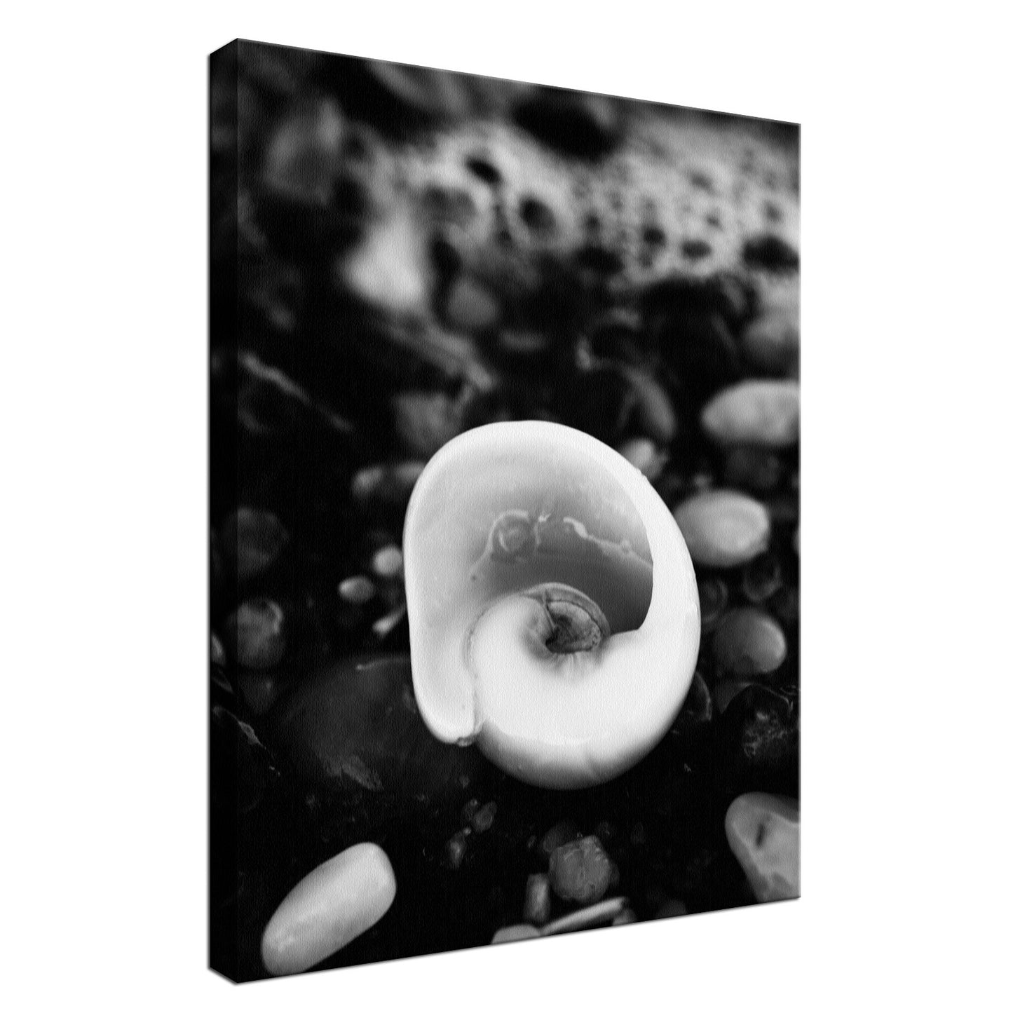Glowing Beach Shell Black & White Fine Art Canvas Wall Art Prints - PIPAFINEART