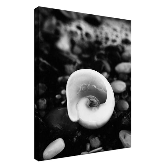 Glowing Beach Shell Black & White Fine Art Canvas Wall Art Prints  - PIPAFINEART