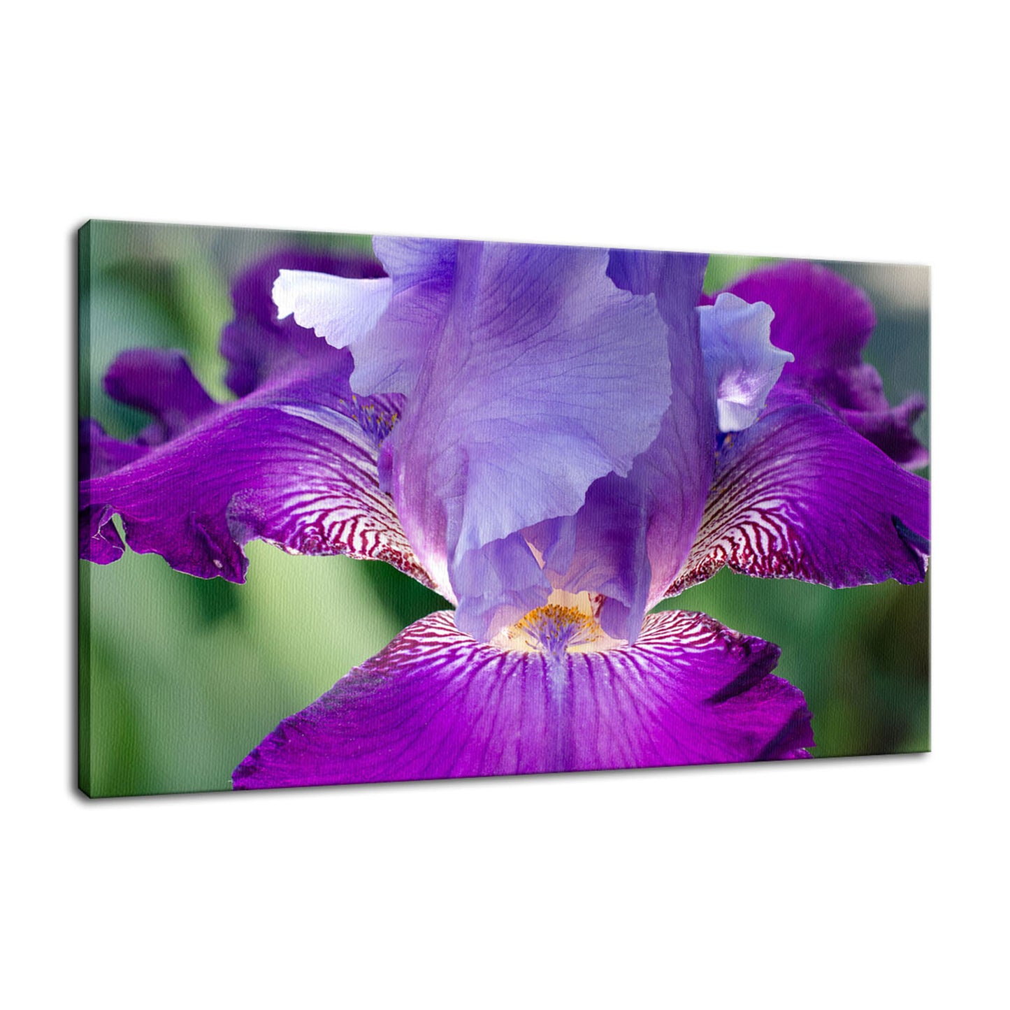 Large Wall Art For Above Bed: Glowing Iris Nature / Floral Photo Fine Art Canvas Wall Art Prints - PIPAFINEART