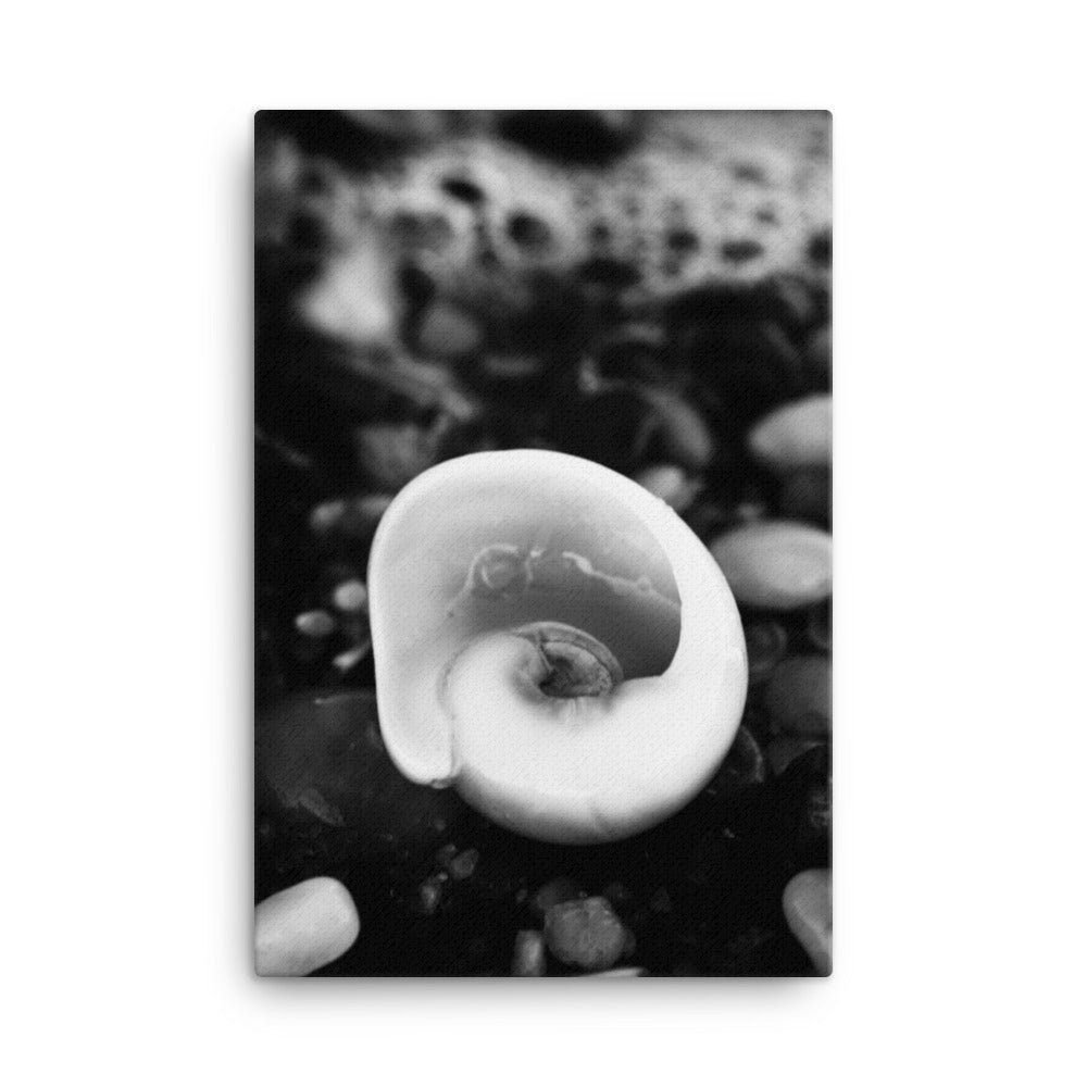 Glowing Beach Shell Black and White Coastal Nature Canvas Wall Art Prints
