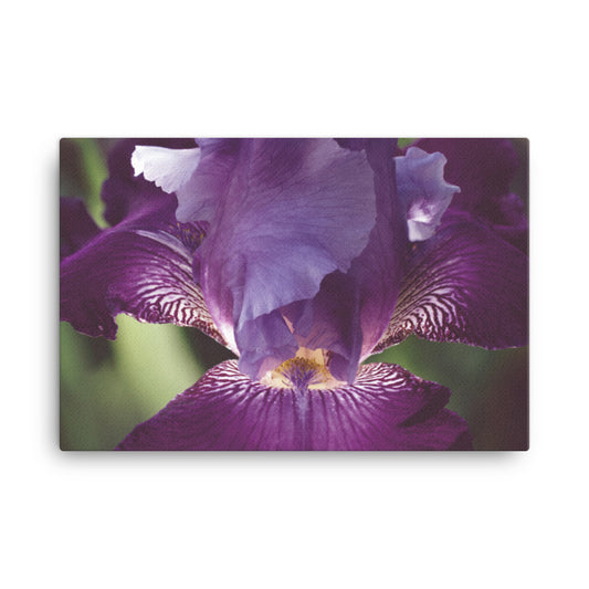Glowing Iris Moody Midnight Floral Botanical Nature Photo Canvas Wall Art Prints