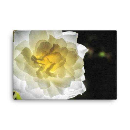Glowing Rose 2 Floral Botanical Nature Photo Canvas Wall Art Prints