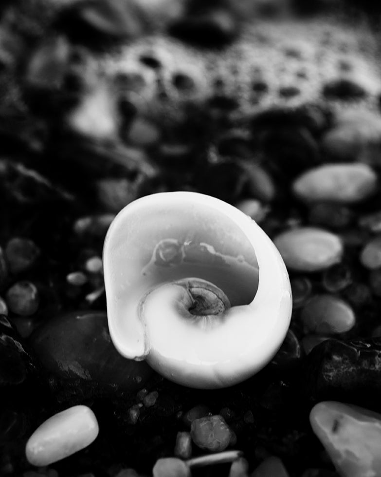 Glowing Beach Shell Black & White Fine Art Canvas Wall Art Prints - PIPAFINEART