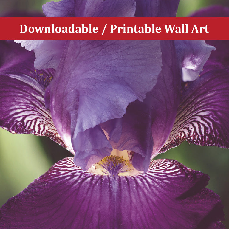 Glowing Iris Moody Midnight Floral Nature Photo DIY Wall Decor Instant Download Print - Printable  - PIPAFINEART