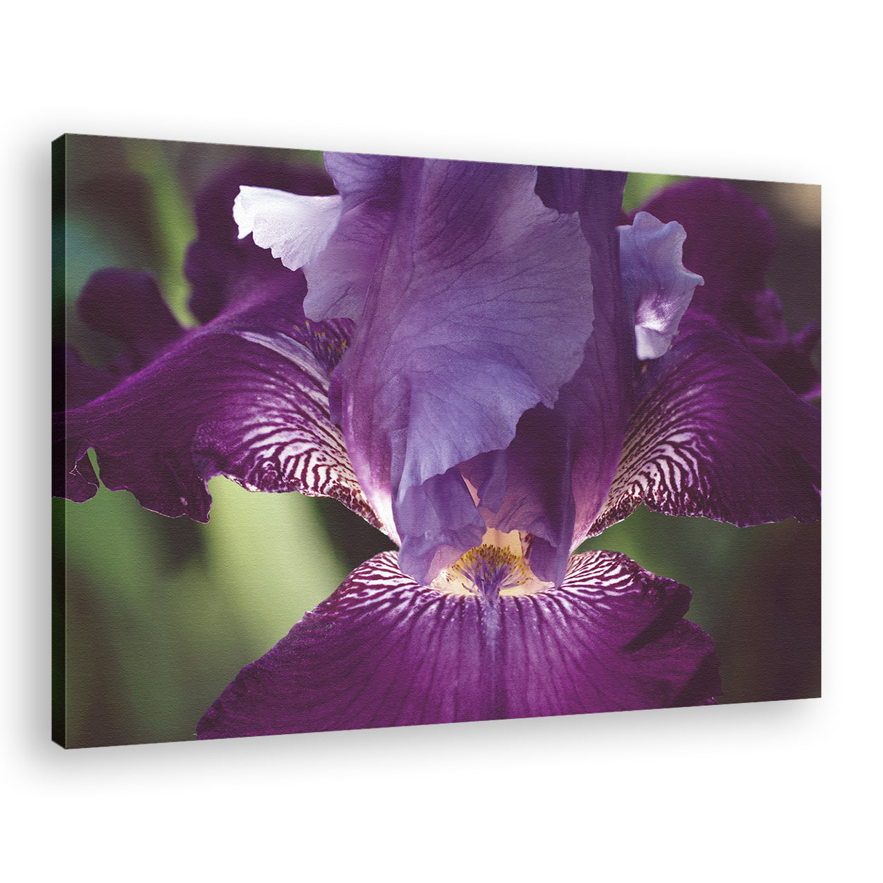 Glowing Iris Moody Midnight Floral Photo Fine Art Canvas Wall Art Prints - PIPAFINEART
