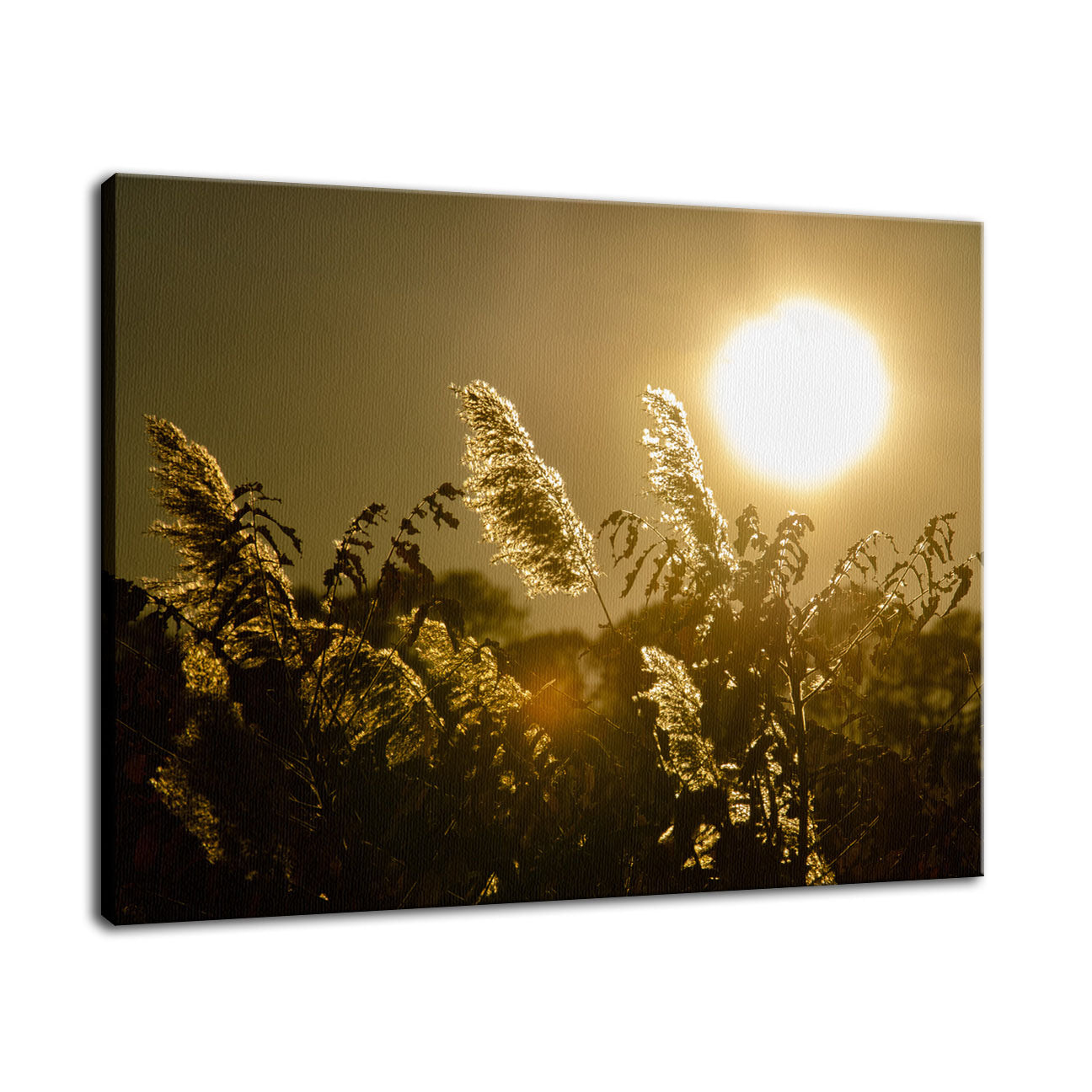 Golden Marsh Weeds Botanical / Nature Photo Fine Art Canvas Wall Art Prints - PIPAFINEART