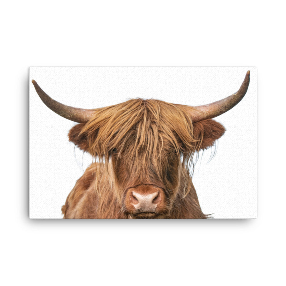 Golden Highland Cow Minimal Animal / Wildlife Photo Canvas Wall Art Prints