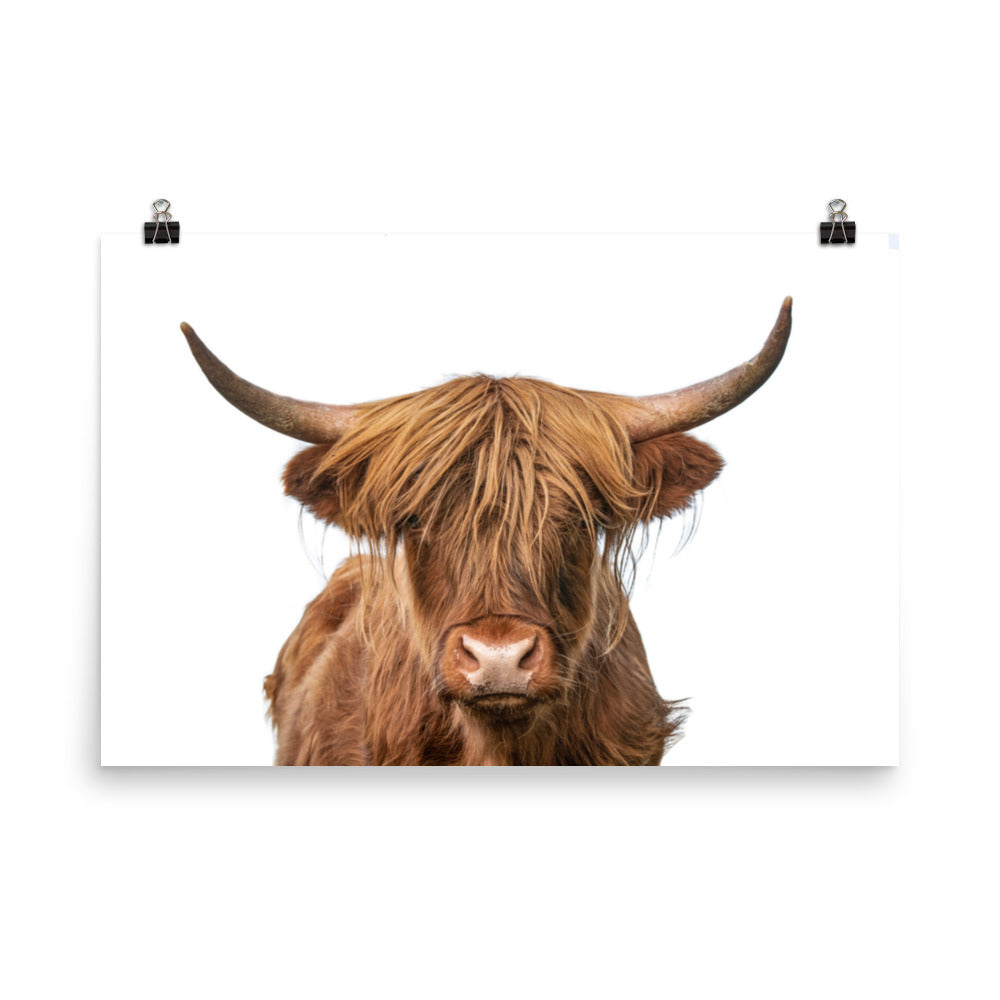 Golden Highland Cow Wildlife / Animal Photograph Loose Wall Art Prints
