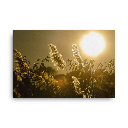 Golden Marsh Weeds Floral Nature Canvas Wall Art Prints
