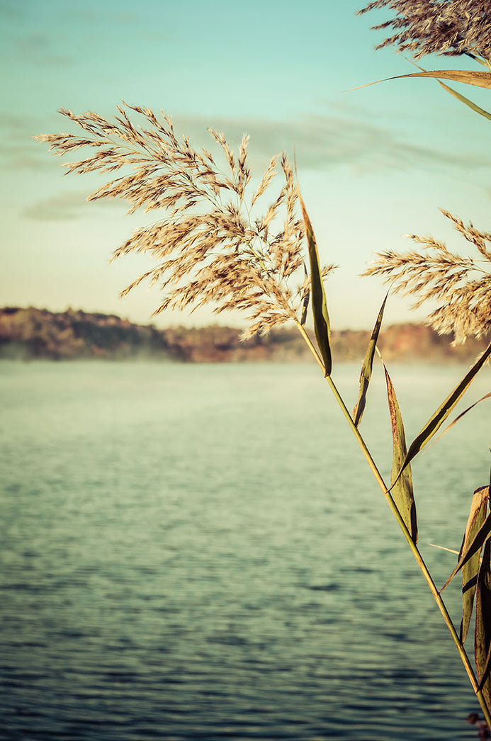 Golden Dreams Botanical / Nature Photo Fine Art Canvas Wall Art Prints - PIPAFINEART