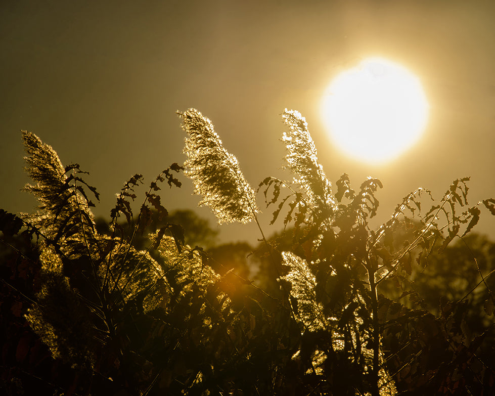 Golden Marsh Weeds Botanical / Nature Photo Fine Art Canvas Wall Art Prints - PIPAFINEART
